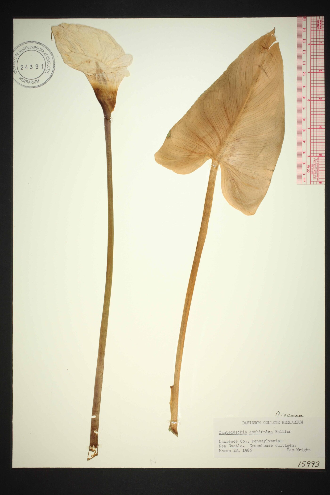 Zantedeschia aethiopica image