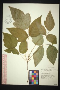 Toxicodendron radicans subsp. radicans image