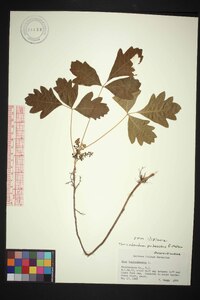 Toxicodendron pubescens image