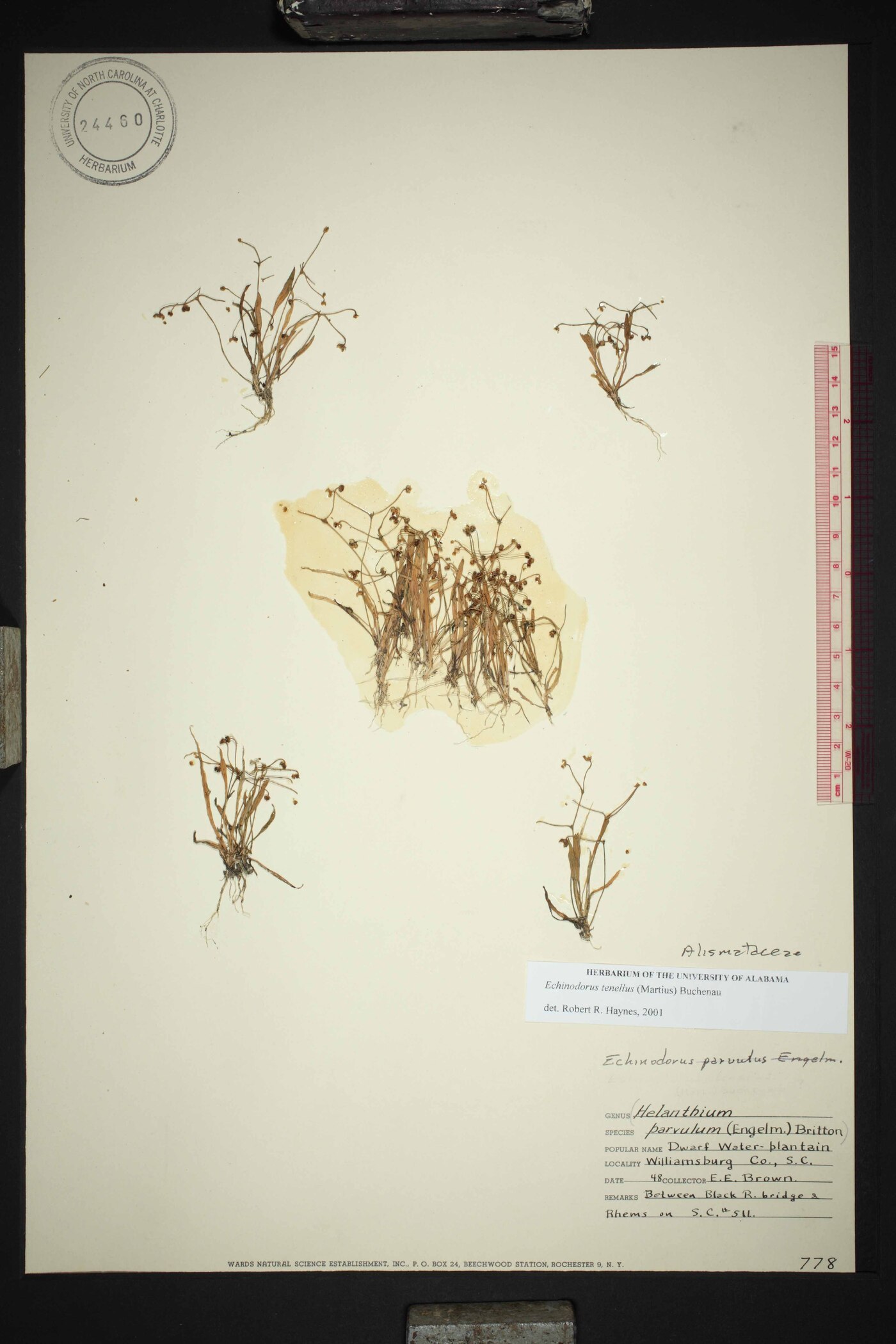 Helanthium tenellum image