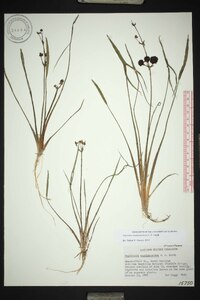 Sagittaria engelmanniana image