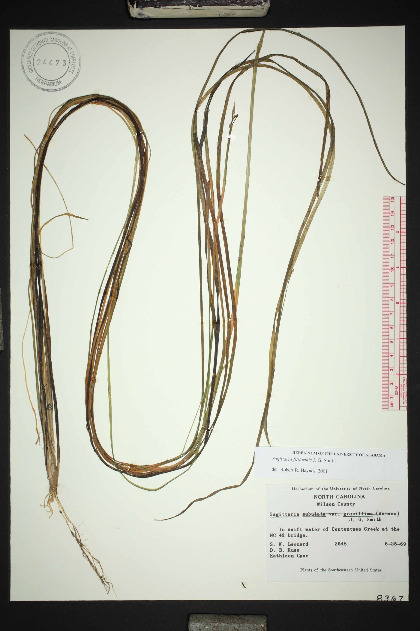 Sagittaria filiformis image