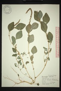 Amaranthus hybridus subsp. hybridus image
