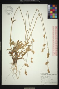 Froelichia floridana var. floridana image