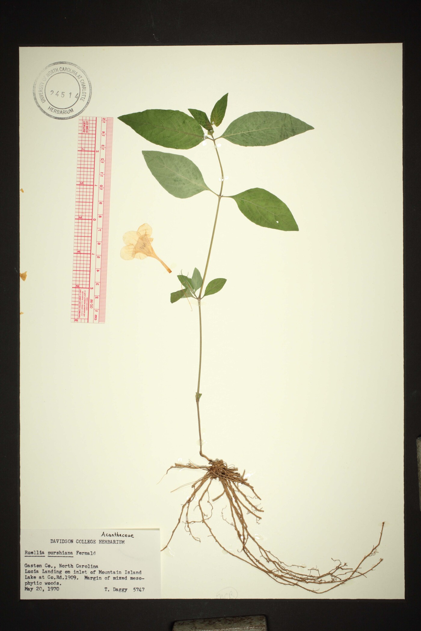 Ruellia purshiana image