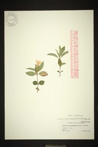 Ruellia caroliniensis image