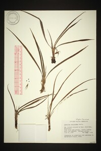 Curculigo orchioides image