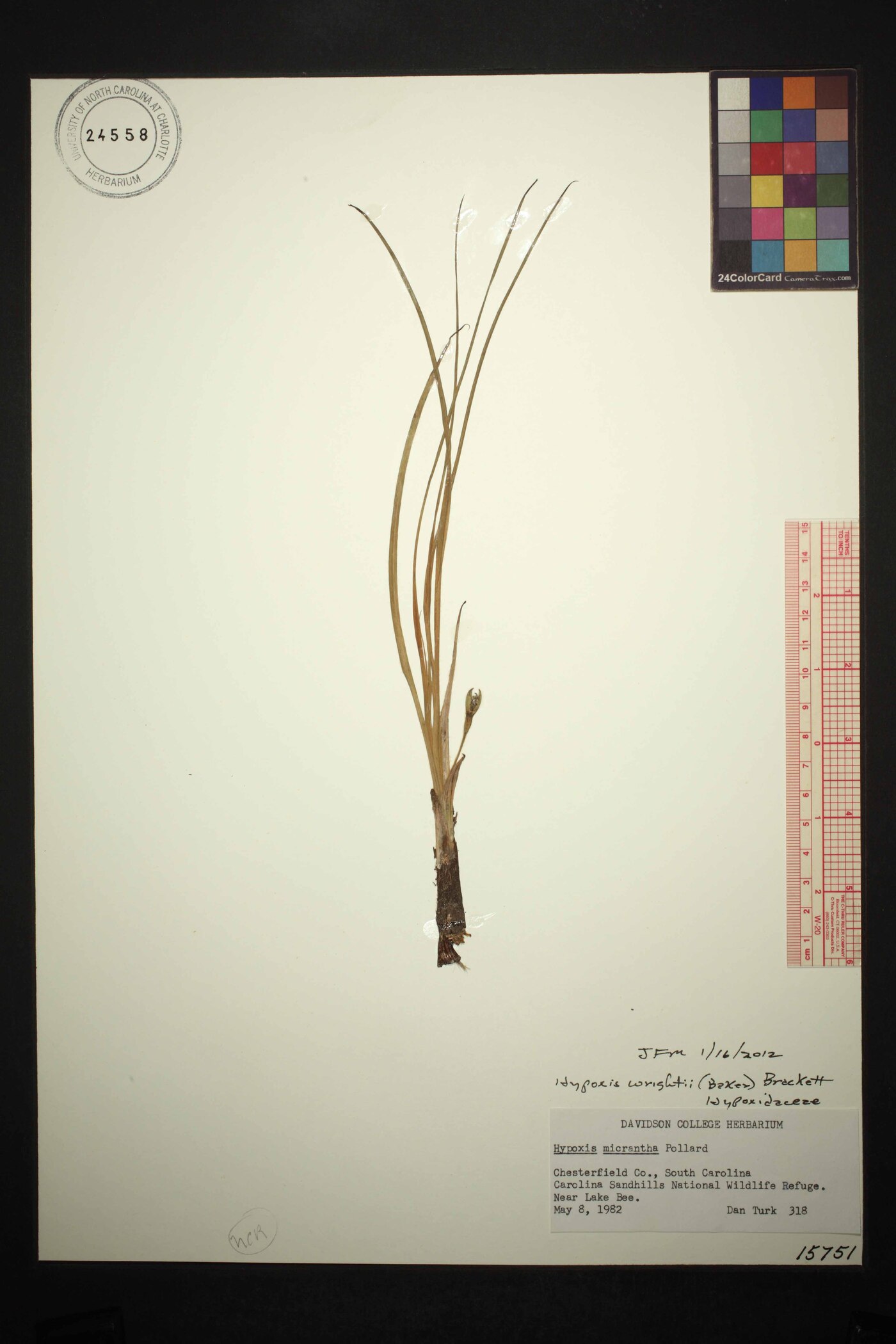Hypoxis wrightii image