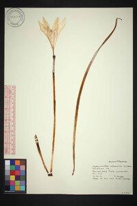 Zephyranthes atamasco image