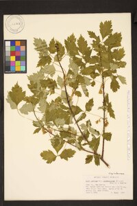 Acer glabrum image