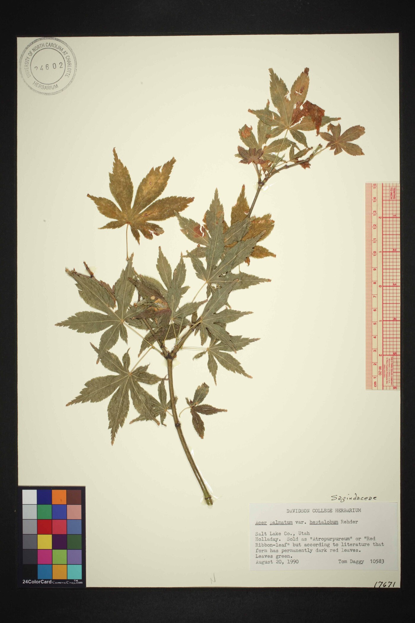 Acer palmatum subsp. amoenum image