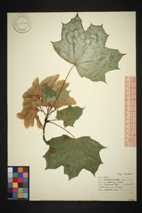 Acer platanoides image