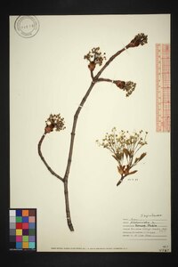 Acer platanoides image