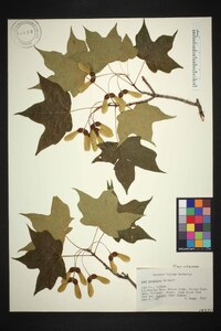 Acer saccharum var. saccharum image