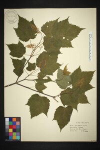 Acer spicatum image