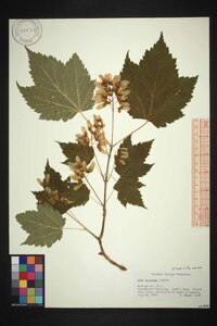 Acer spicatum image