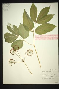 Aralia nudicaulis image