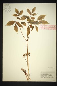 Aralia nudicaulis image