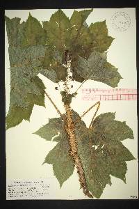 Oplopanax horridus image