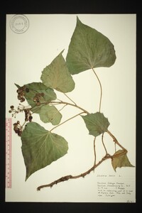 Hedera helix image