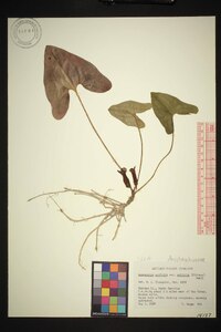 Hexastylis arifolia image