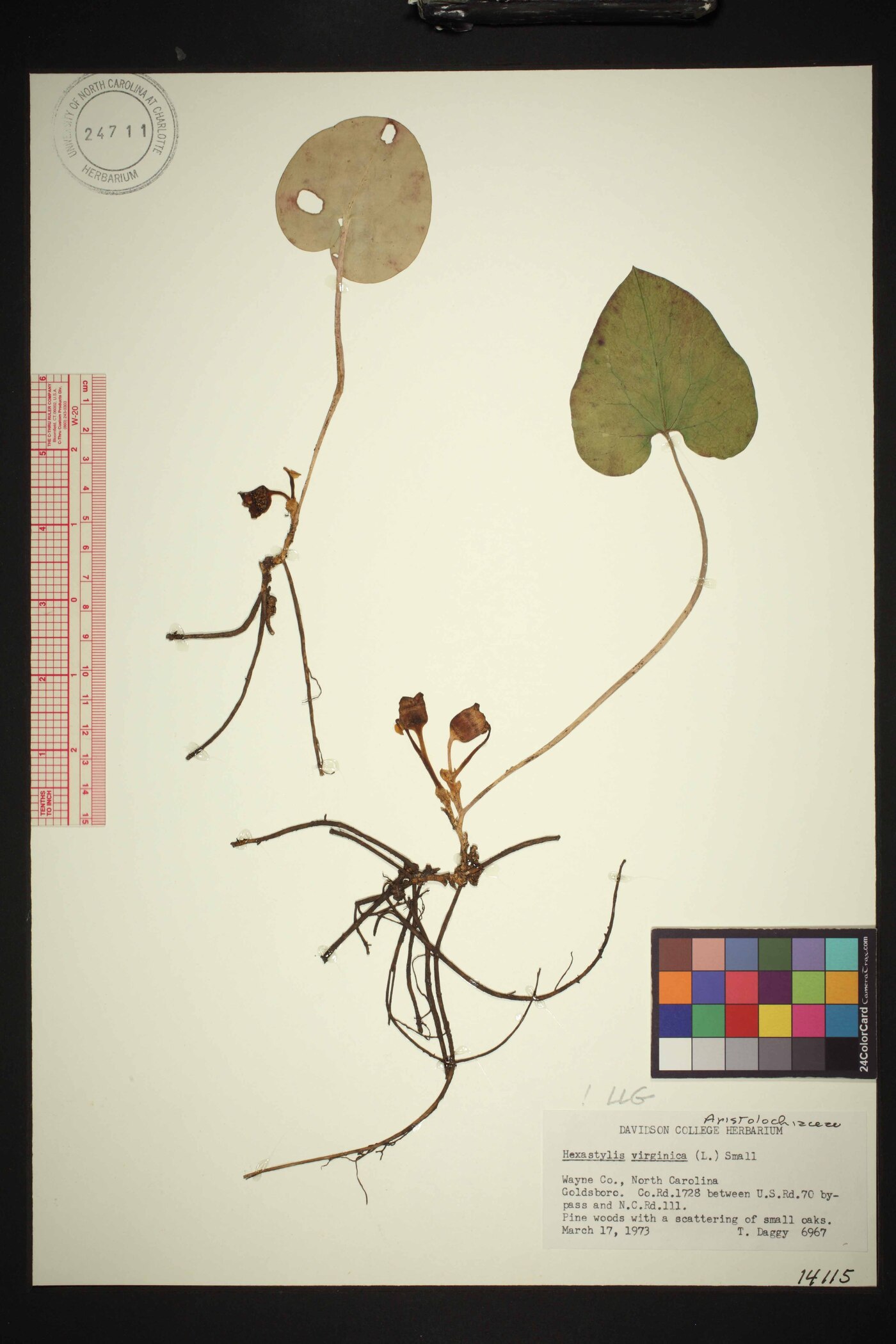 Hexastylis virginica image