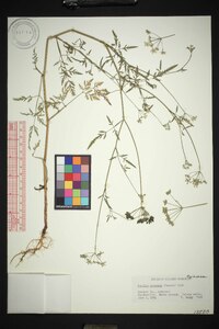 Torilis arvensis subsp. arvensis image
