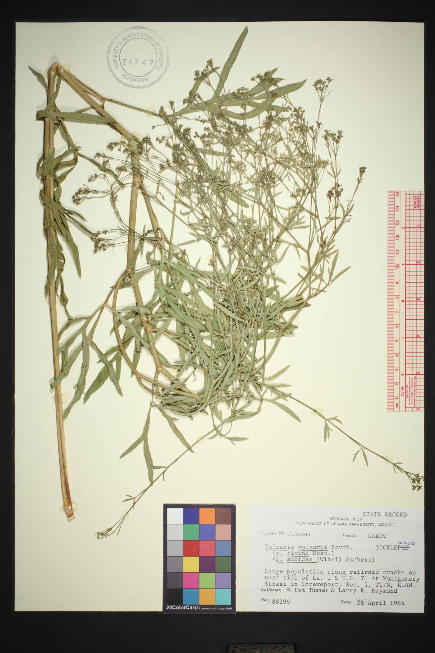 Falcaria vulgaris image