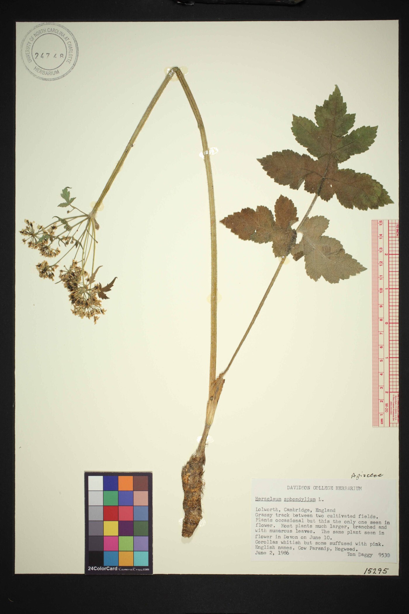 Heracleum sphondylium subsp. sphondylium image