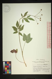 Thaspium trifoliatum image