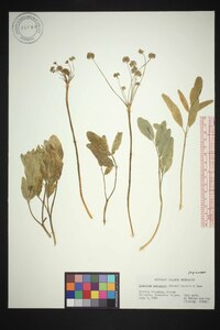 Lomatium nudicaule image