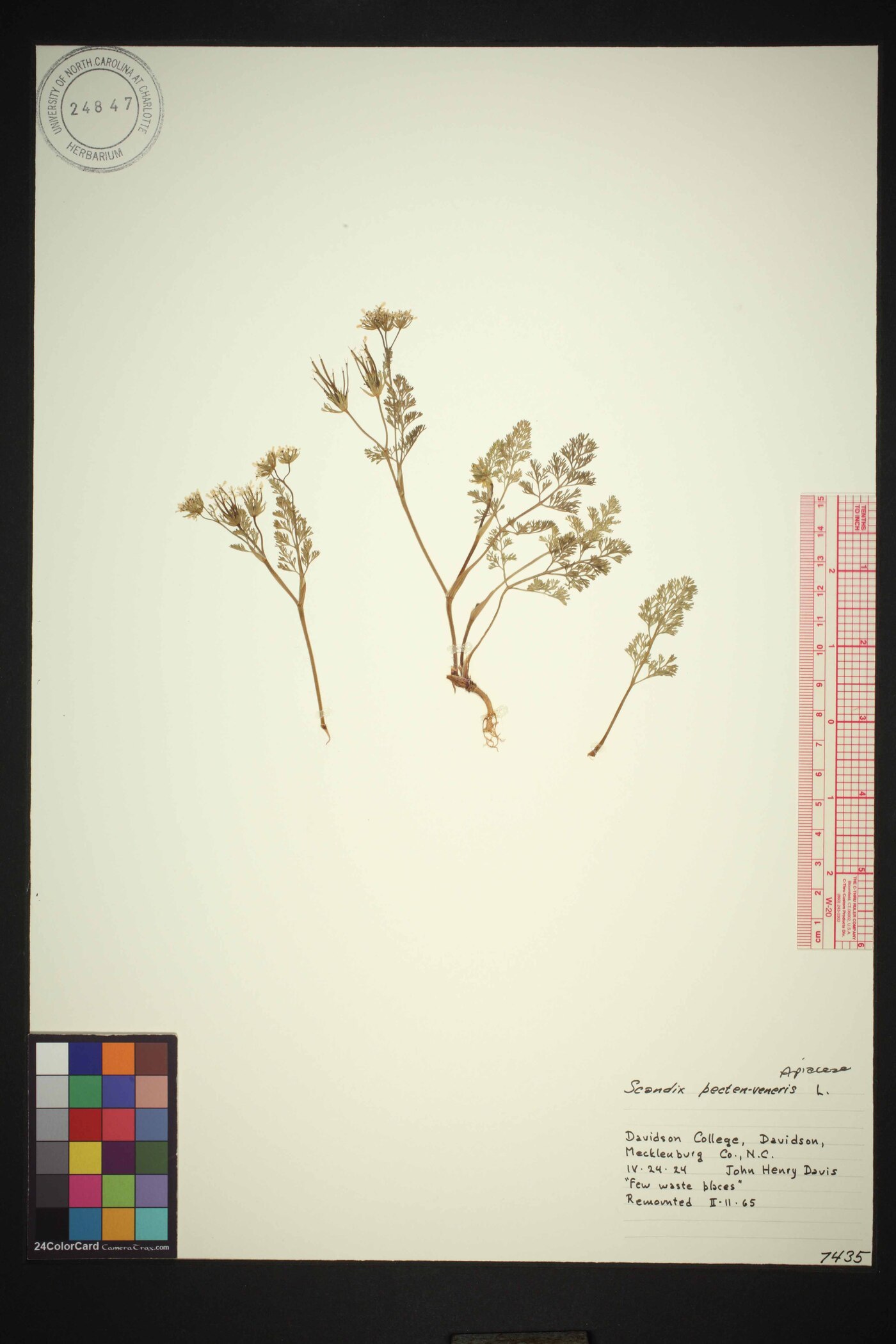 Scandix pecten-veneris image