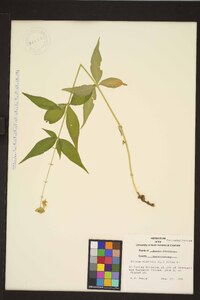 Silene stellata image