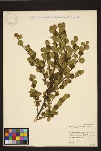 Betula glandulosa image