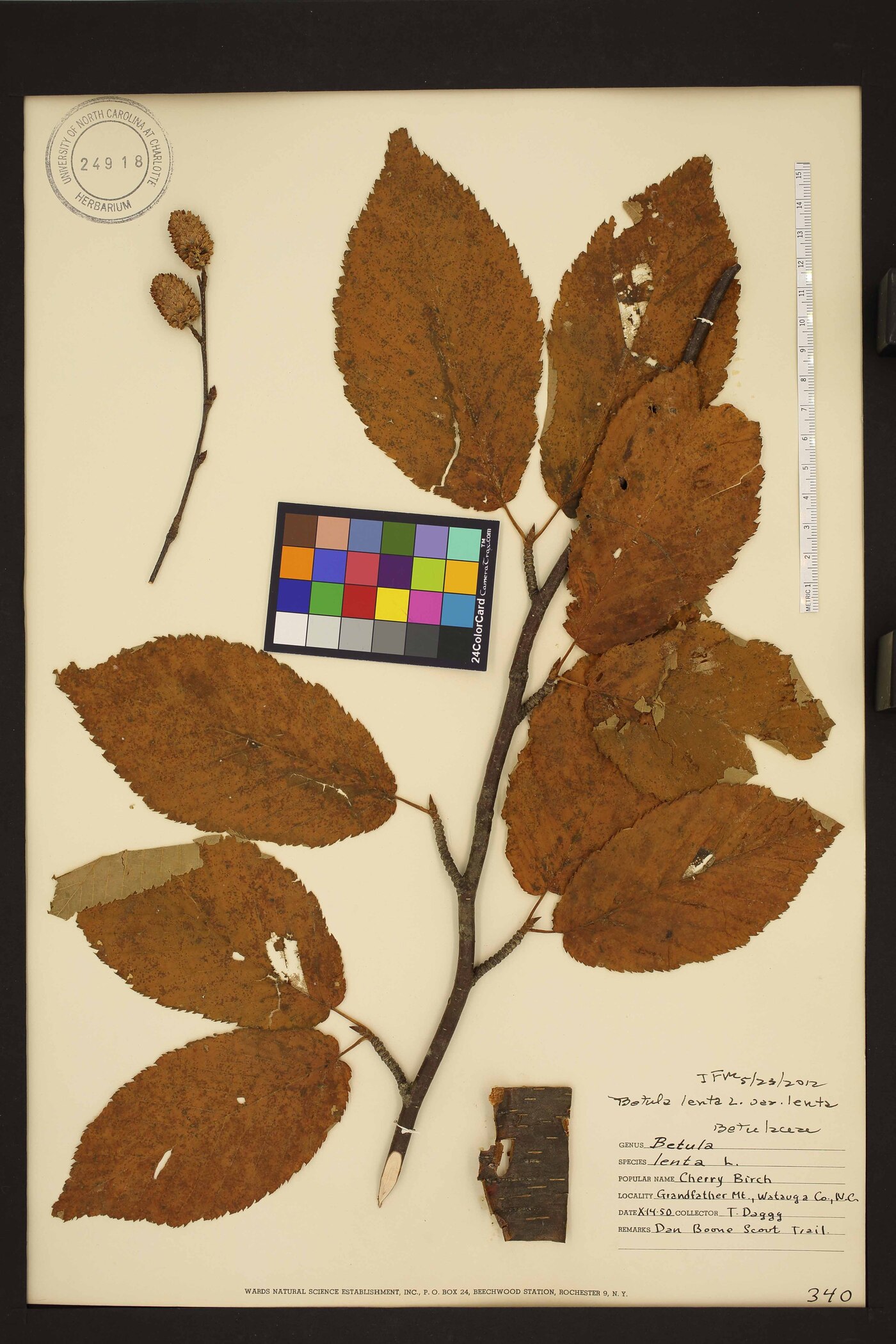 Betula lenta var. lenta image