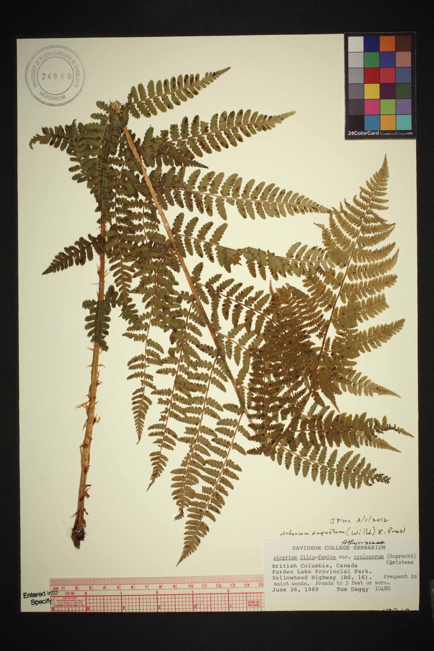 Athyrium cyclosorum image