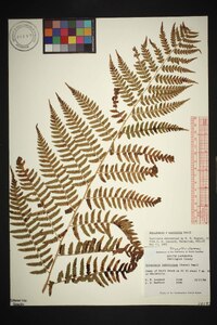 Dryopteris australis image