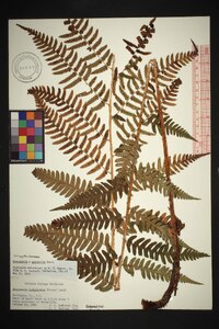 Dryopteris australis image