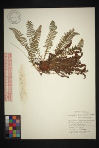 Dryopteris fragrans image