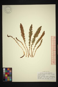 Dryopteris fragrans image