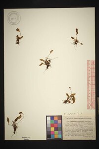 Elaphoglossum piloselloides image