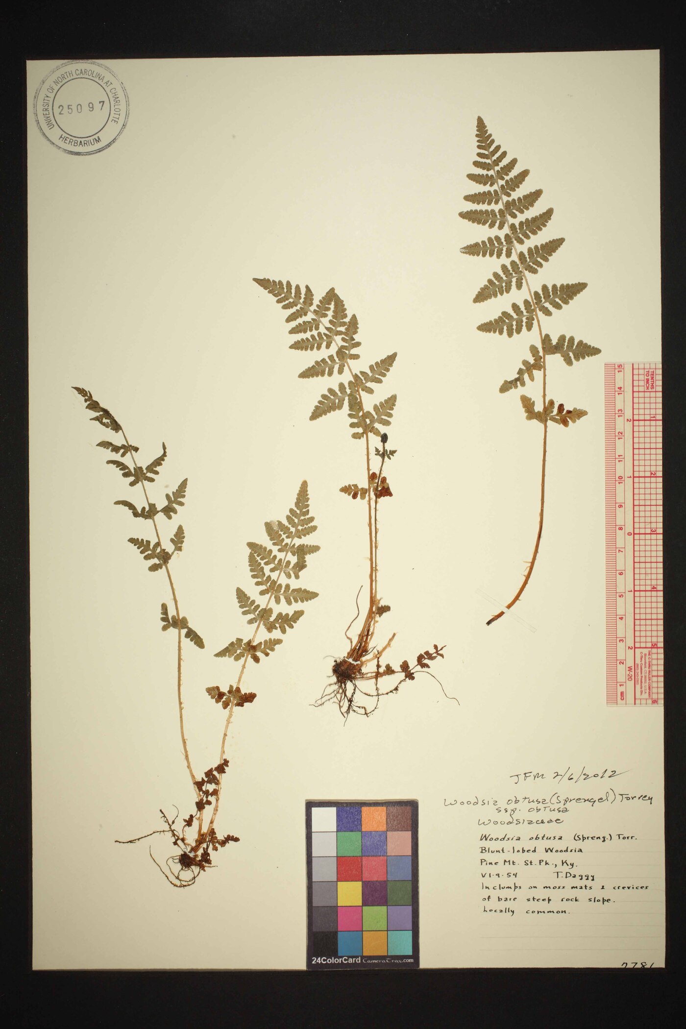 Woodsia obtusa subsp. obtusa image