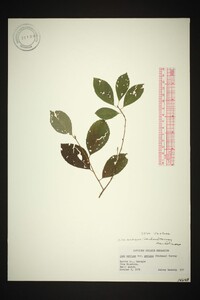 Ilex ambigua image