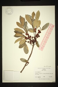 Ilex cassine image