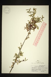 Ilex myrtifolia image