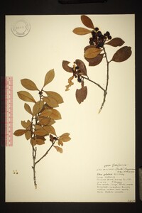 Ilex coriacea image