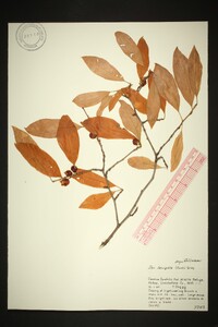 Ilex laevigata image