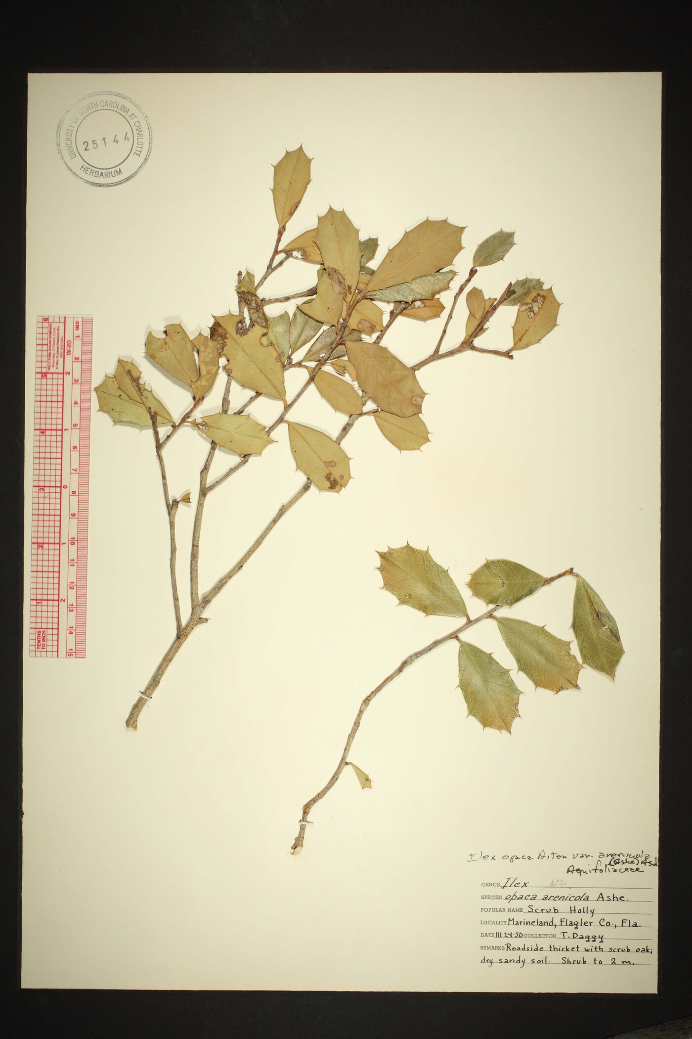 Ilex arenicola image