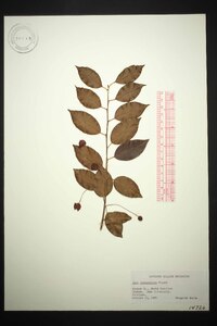 Ilex pedunculosa image