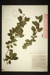 Ilex mucronata image